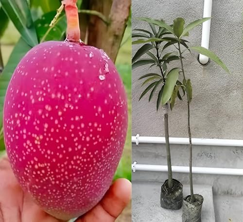 Image of inchMiyazaki Mango Plant - Live Grafted Tree, Height 2-3 Feet, Produces Delicious Fruits in 2-3 Years - Perfect for Home Gardens and Tropical Landscapes! inch
