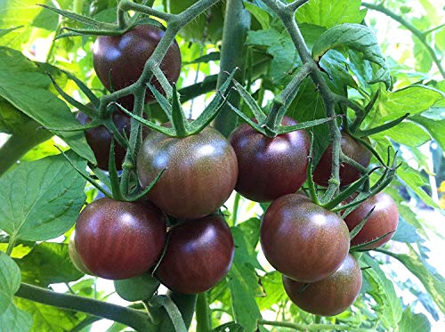 Gaea's Blessing Seeds - Black Cherry Tomato Seeds (100 Seeds) Heirloom Non-GMO - with Easy to Follow Instructions - Open Pollinated Small-Fruited 85% Germination Rate Net Wt. 220mg