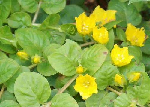 15 Bunde grünes Pfennigkraut, Lysimachia nummularia, Teich