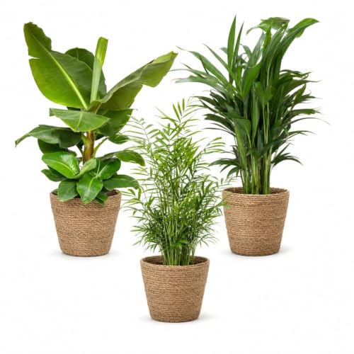 Lot de 3 plantes “Pet Friendly...