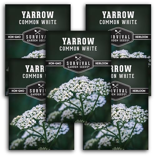 Yarrow Seeds for Planting - White Common Heirloom Medicinal Herb
