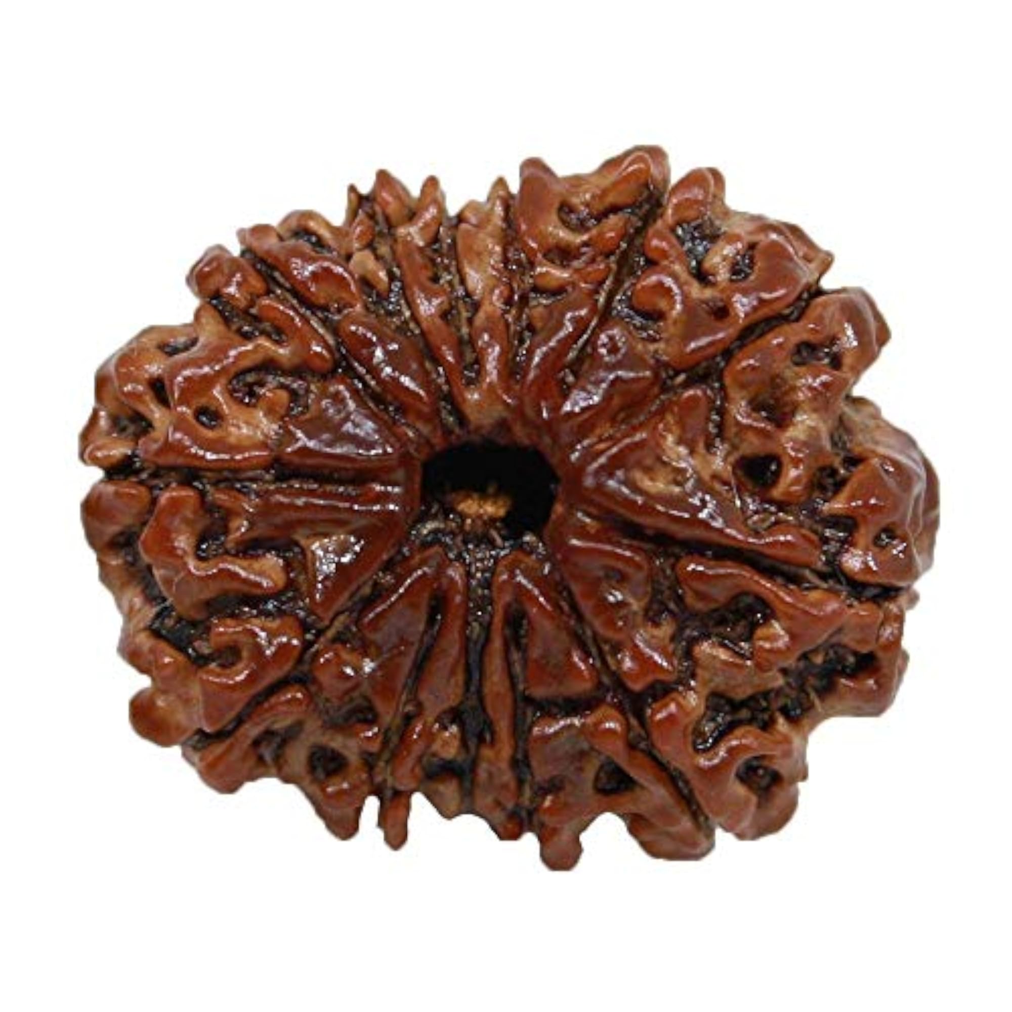 13 Mukhi Rudraksha, Spiritual Healing Bead