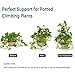 Exttlliy Plastic Mini Superimposed Garden Plant Support DIY Climbing Trellis Flower Supports Dark Green (4Pcs)