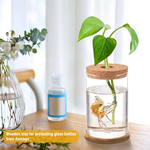 Betta Fish Tank - Mini Fish Bowls For Beta Fish, Glass Aquaponic Fish Tank Clear Hydroponic Plant Terrarium For Promoted Ecosphere Aquatic Ecosystem - 6.7" H * 3.9" D #TOP6