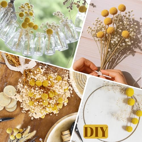 50 Pzas Flores Secas Billy Balls y Baby’s Breath miniatura 3
