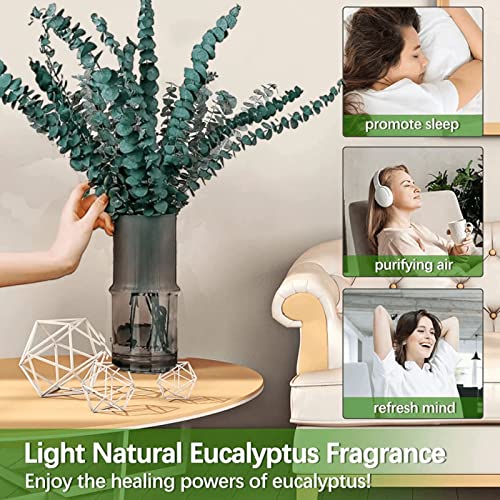 Dried Preserved Eucalyptus For Shower Bundle - 100% Natural 14 Pcs Real Eucalyptus Stem, 17" Fresh Hanging Shower Plant Bouquets, Flower Vase Arrangements, Greenery Wedding Home Decor #TOP3