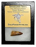 Genuine Spinosaurus Tooth with Glass Display Case - Dinosaur Tooth!
