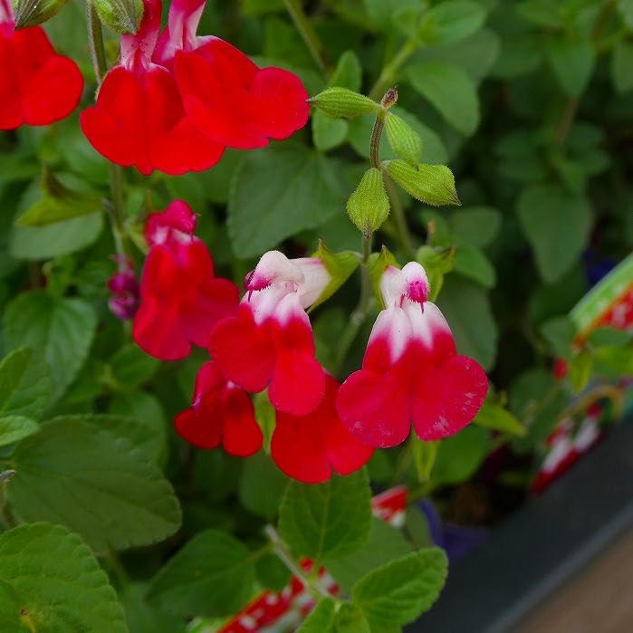 Amazon.co.jp: サルビア ホットリップス 苗 チェリーセージ 赤白