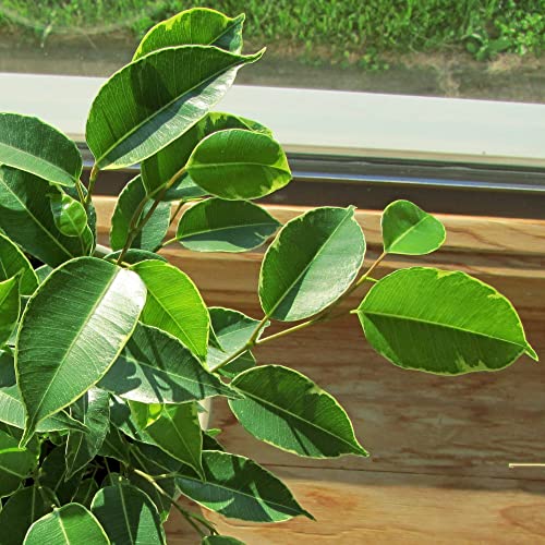 Ficus Benjamina 'Variegata', Variegated Weeping Fig, Benjamin Fig, Ficus Tree, Houseplant, Attractive As Bonsai, 3" (2.6X3.5") #TOP2