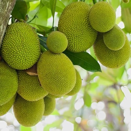 Image of Muttan Varikka Jackfruit Live Plant (Artocarpus Heterophyllus) a€ inch Healthy Fruit Tree for Home & Garden, Sweet Flesh Variety, Outdoor Farming & Balcony Gardening - Pack of 1