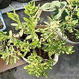 Esta es una gran opción para quienes desean un hermoso jardín sin ningún esfuerzo.