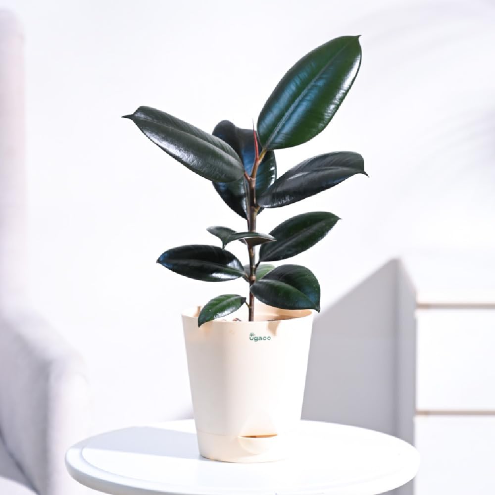 UGAOO Rubber Natural Live Indoor Plant - Medium-picture-44
