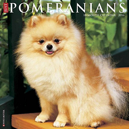 Just Pomeranians 2016 Calendar