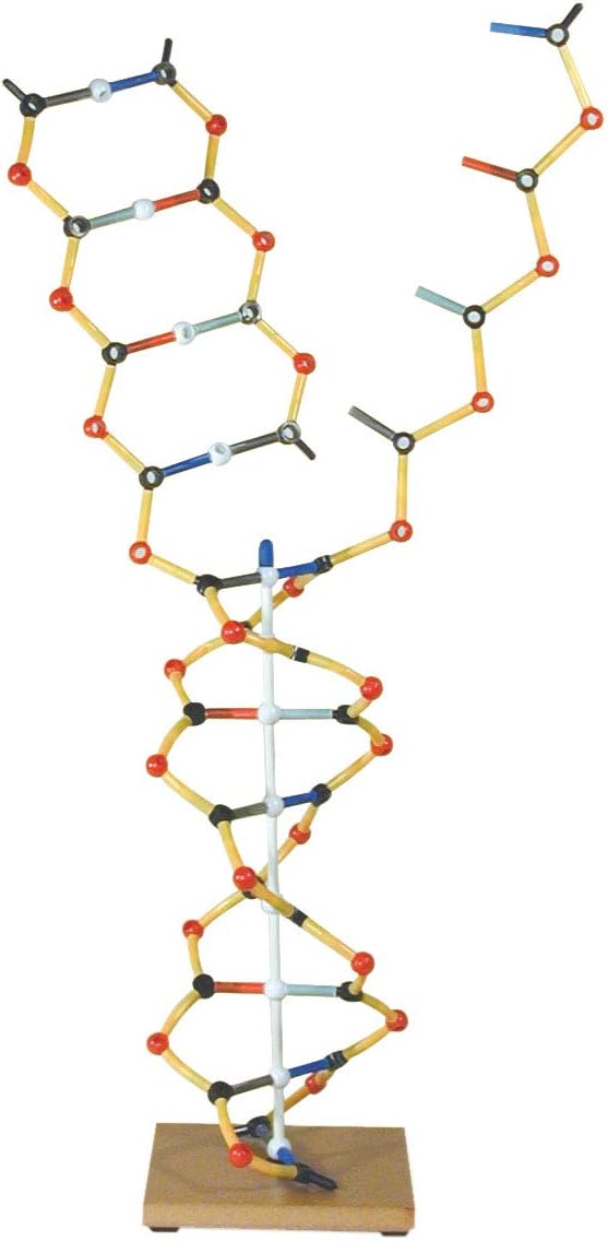 Cochranes of Oxford DNA - RNA model