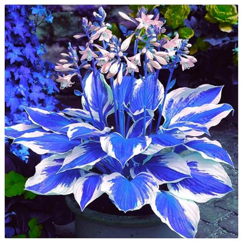 Flowering Rhizome,Wedding Flowers,Greening Flower,Easy to Plant, Excellent Display, Hosta Rhizome-4 Bulbs-G