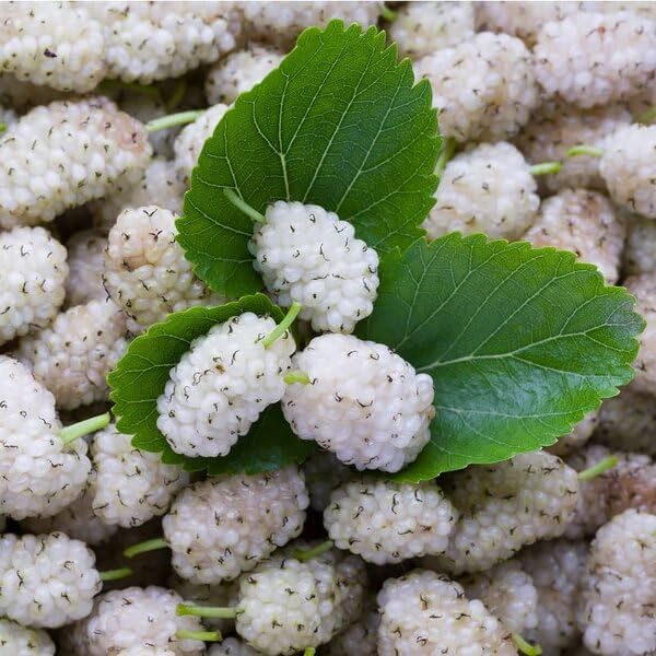 GreenWorld Special Sweet And Healthy All Time Taiwan White Mulberry/Shahtoot Fruit (Cutting/Grafted,Unique Variety) Live Plant,Fruit After 4 to 6 Month (B0CK6ZFYP8) Amazon Price History, Amazon Price Tracker