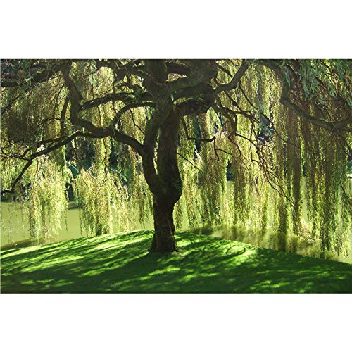 Weeping Willow Tree - Salix babylonica - Heavy - Established Roots - 1 Trade Gallon Potted - 1 Plant