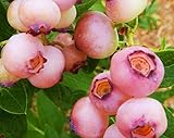 Spectacular Tasty Pink Popcorn Blueberry Potted Plant, Great as a Accent Plant, Starter Plant