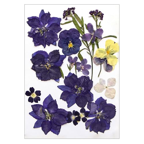 Set flores secas prensadas naturales para manualidades miniatura 1