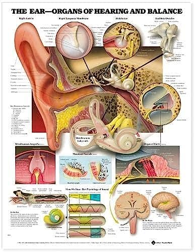 Affiche anatomique de l'oreille pour expliquer les troubles de l'audition et vertiges