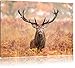 Produktbild Pixxprint Großer Hirsch im Feld, Größe: 120x80cm, Leinwandbild, fertig gespannt, Wandbild, Dekoration, Kunstdruck, kein Poster
