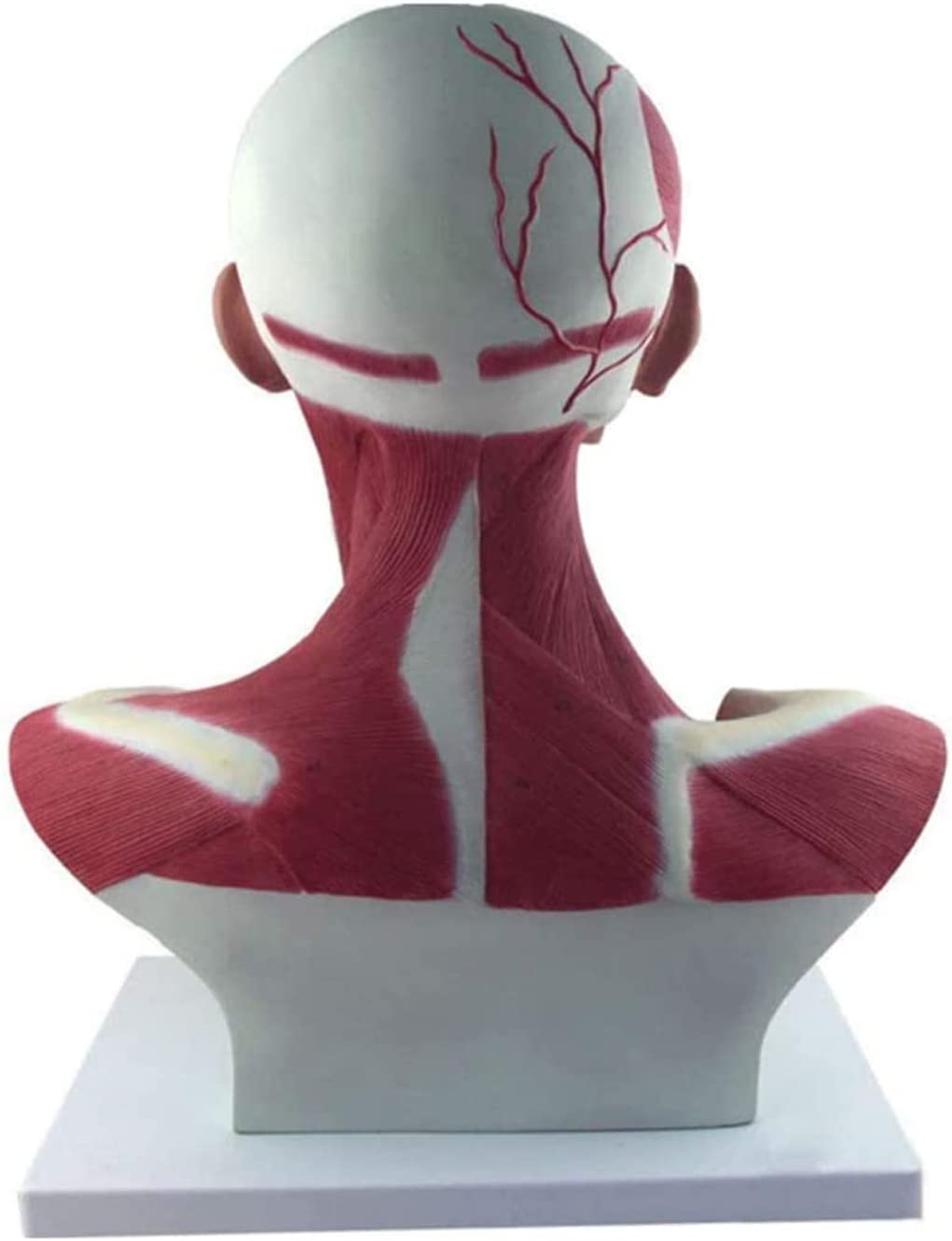 Anatomiczny Model Mięśni Głowy I Szyi, Mięśni Głowy I Szyi Z Krwią, Anatomia Mięśni Głowy I Twarzy, Medyczny Materiał Dydaktyczny