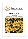 Blumensamen Prairie Sun Sonnenhut - Rudbeckie Portion