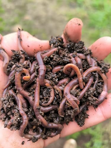 Lombriz Roja californiana(eisenia foetida)1000 unidades seleccionadas a mano, la mejor opción para reciclaje de residuos en el hogar, transforma tus residuos en humus de lombriz (1000)