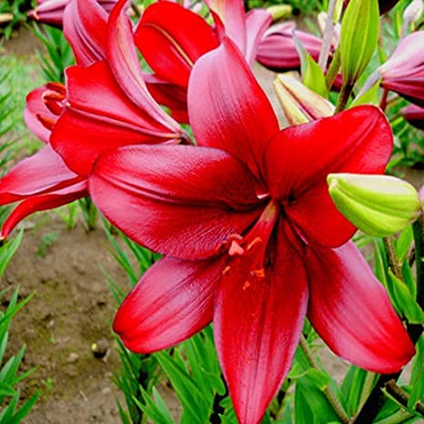 Plantogallery® Flower Bulbs | Lilium Bulbs For Home Garden (Set of 4 Bulbs (Red)) (B09GMCF8FL) Amazon Price History, Amazon Price Tracker
