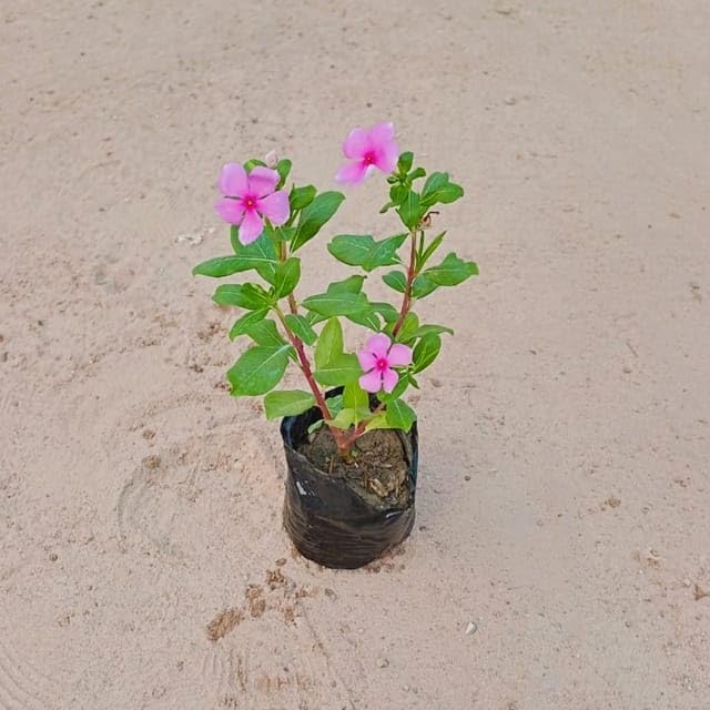 Periwinkle Flower Vinca Flower Sadabahar Desi in 4 Inch Flower Live Nursery Plant (B0CWF6SSZB) Amazon Price History, Amazon Price Tracker