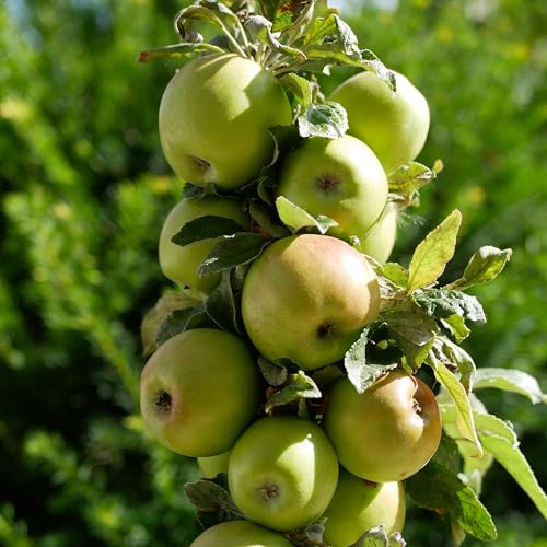 Apple 'Golden Delicious' - Versatile Dessert and Cooking Apple Tree for Your Garden 24cm Pot x1 by Thompson & Morgan