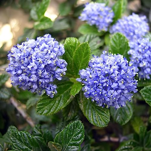 Gardener's Dream Ceanothus Victoria Baum - Immergrüne Zierbäume für Garten, Balkon oder als Terrassen Pflanzen, Winterhart, kalifornische Wild-Flieder (Säckelblume), 70-80 cm