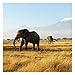 Produktbild Vliestapete Elefanten vor dem Kilimanjaro in Kenya Premium, HxB: 336cm x 336cm