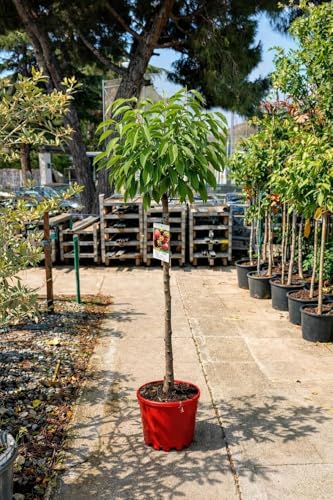 Cerezo Picota - Prunus avium en maceta de 10 litros y altura de 140cm mínimo
