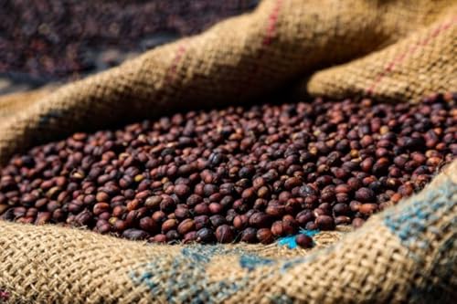 Café Arábica Origen Papua Nueva Guinea en Grano 2 lbs miniatura 5