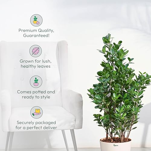 Image of UGAOO Ficus Moclame Plant - XL | Indoor Plant with Pot | Live Plants for Home & Living Room | Indoor Plants for Home Decor | Plants for Home