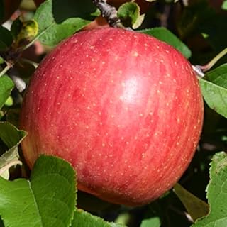 りんご サンふじ 家庭用 5kg ヤマハチ農園 沖縄県への配送不可 令和7年度収穫分 BLOF理論栽培 長野県 飯綱町 発送時期：2025年11月中旬～2026年1月上旬 (**)