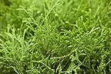 PlantaPro
