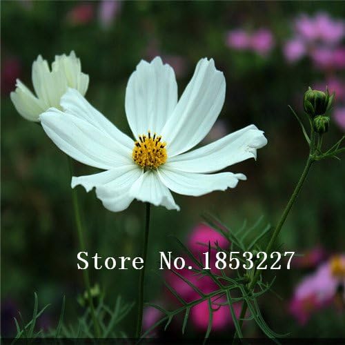 Rare Chocolate Cosmos seeds Flower Seeds, Professional