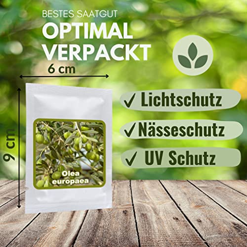 Olivenbaum - Olive - Ölbaum 10 Samen/Pack (Olea europaea) - ein Baum mit hoher Symbolkraft
