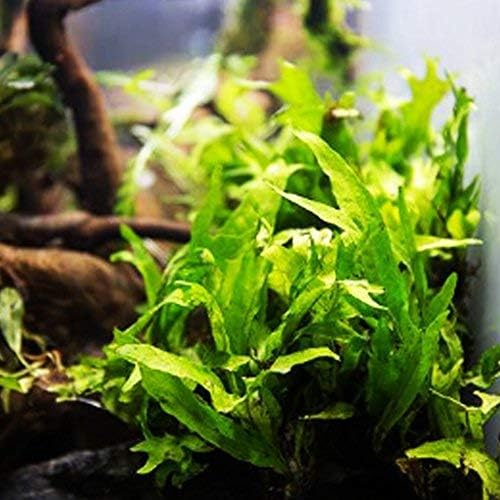 Greenpro Java Fern on Driftwood Live Aquarium Plants for Freshwater Fish Tank Water Plants Decorations