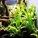 Greenpro Java Fern on Driftwood Live Aquarium Plants for Freshwater Fish Tank Water Plants Decorations