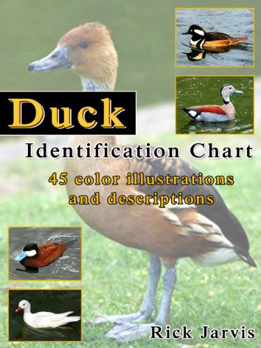 Amazon.com: Duck Identification Chart - Full Colour Illustrations And Descriptions Ebook : Jarvis, Richard: Kindle Store