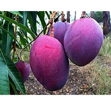 Image of Thailand Purple Mango Nam-Dok-Mai Si Mueng Hybrid Thai Purple Mango Fruit Plant (Grafted Plant, 2-3 Feet Height) Live Plant For Home Garden PB 63