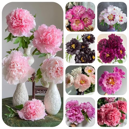 Peony Bulbs, Rock Garden Plant, Crevice Growing, Stone Garden Feature, Alpine‑Style Landscaping 3pcs