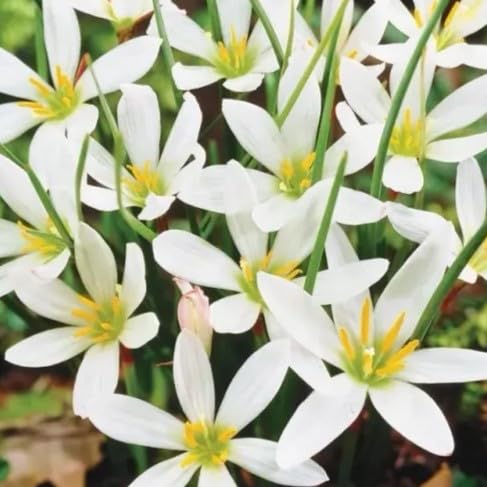 Image of Rain Lily (Zephyranthes) Bulbs by Korrel Seeds - Vibrant Flower Bulbs for Garden & Outdoor Planting - Ideal for Rainy Season Bloom (50, White)