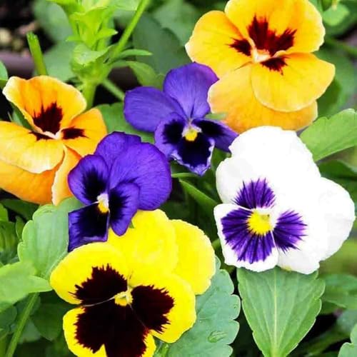 Image of Pansy Flower Seeds for Home Gardening | Winter Flower Seeds | Easy to Grow, Multicolor Blooms (Pack of 50+ Seed)