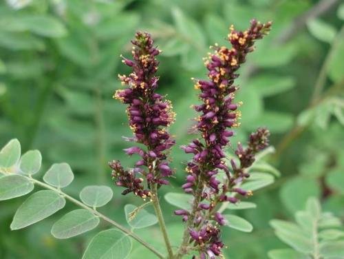 30 semi INDIGOBUSH FALSE - Amorpha