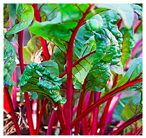 Rhubarb Swiss Chard - Delicious and Nutritious… - Delicious and Nutritious - Approximately 175 Seeds