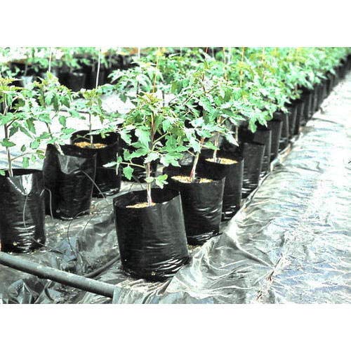 VINAYAKAMART High Density Polyethylene Grow Plant Nursery Bags (8X10 inch, Black) -Pack of 50